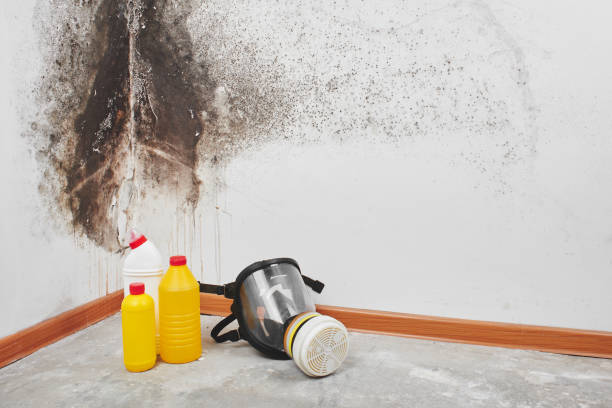 Best Home Mold Removal  in Pierson, FL