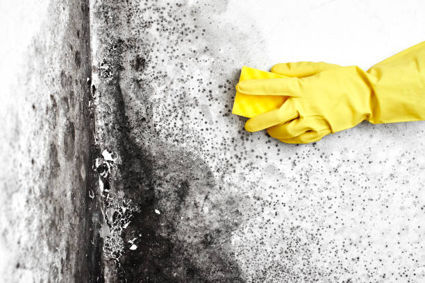 Best Office Mold Removal Services  in Pierson, FL