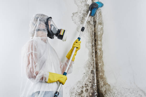Best Mold Damage Repair  in Pierson, FL