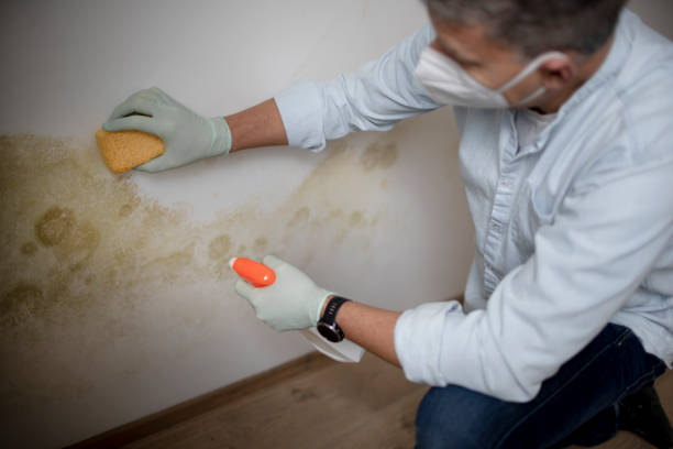 Best Residential Mold Removal  in Pierson, FL