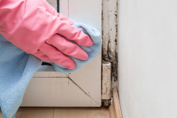 Mold Testing and Removal in Pierson, FL