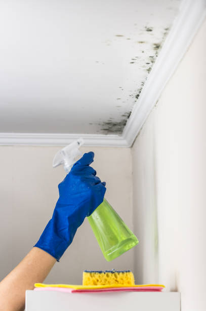 Best Mold Testing and Removal  in Pierson, FL